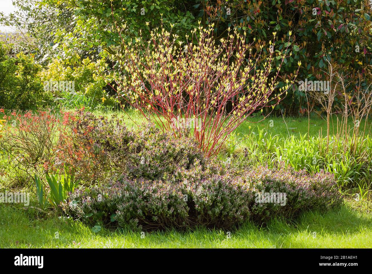 Primeros signos de nuevo crecimiento en un dogwood de tallo rojo en un jardín inglés Foto de stock