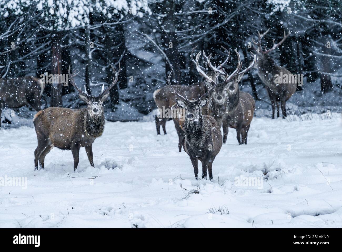 Ciervo escocés rojo (Cervus elaphus) en invierno ventisca de nieve en Escocia - enfoque selectivo Foto de stock