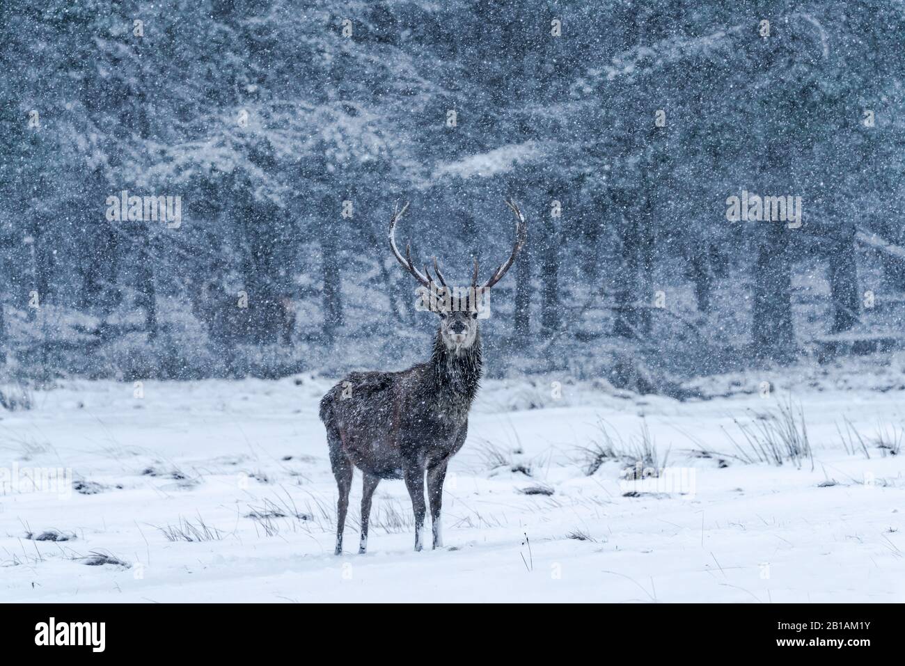 Ciervo escocés rojo (Cervus elaphus) en invierno ventisca de nieve en Escocia - enfoque selectivo Foto de stock
