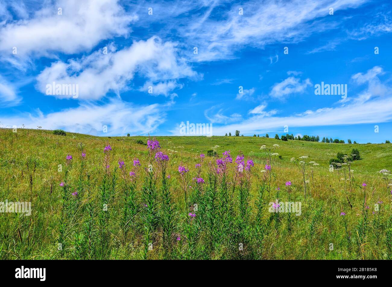 Pradera de verano con hierba de fuego en flor (Chamaenerion angustifolium o Epilobium angustifolium) - hierba medicinal en la ladera en el soleado día de verano con bea Foto de stock
