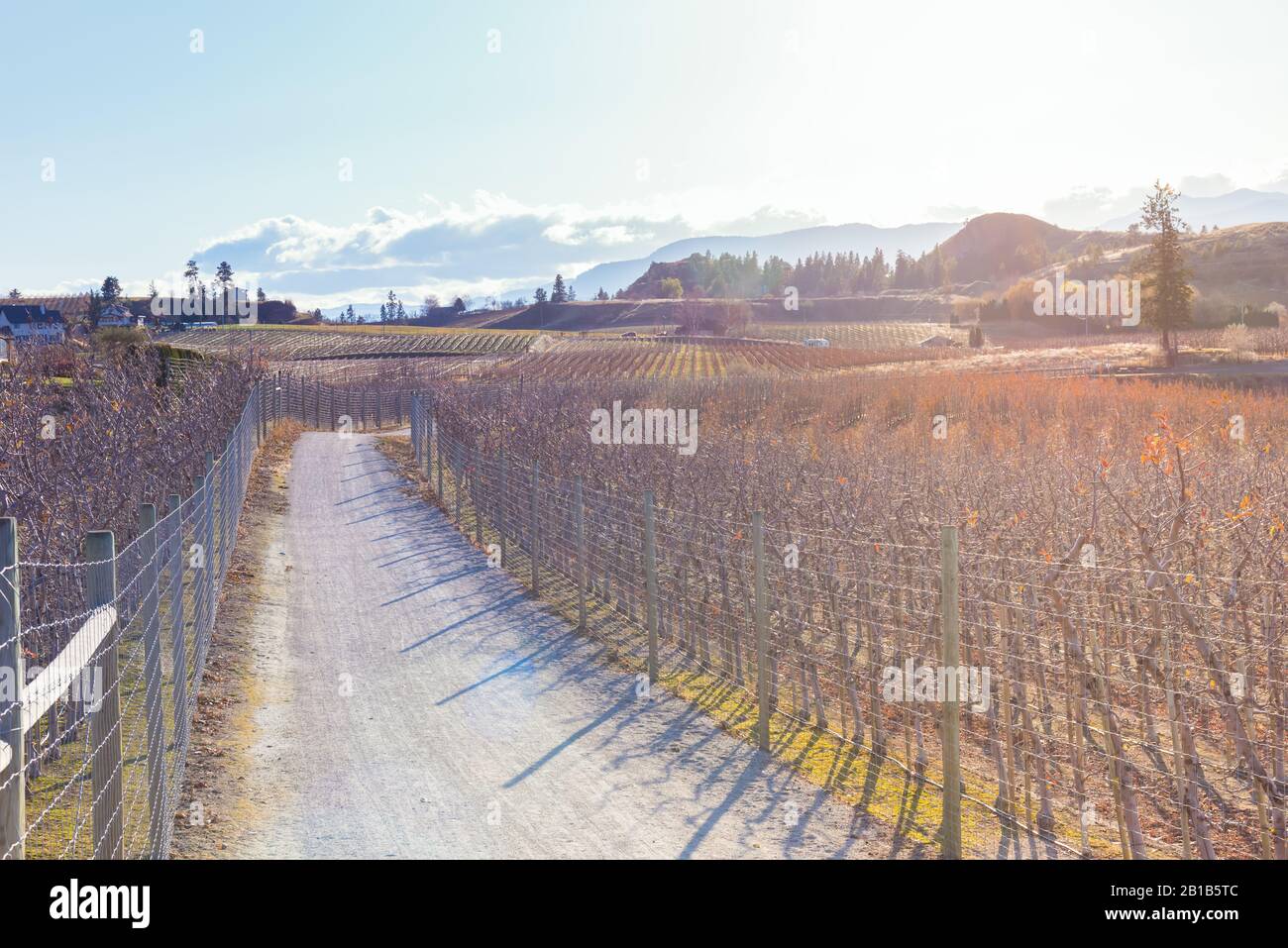 Vista del sendero rodeado de huertos y viñedos que brillan en el sol en otoño en Okanagan Valley Foto de stock