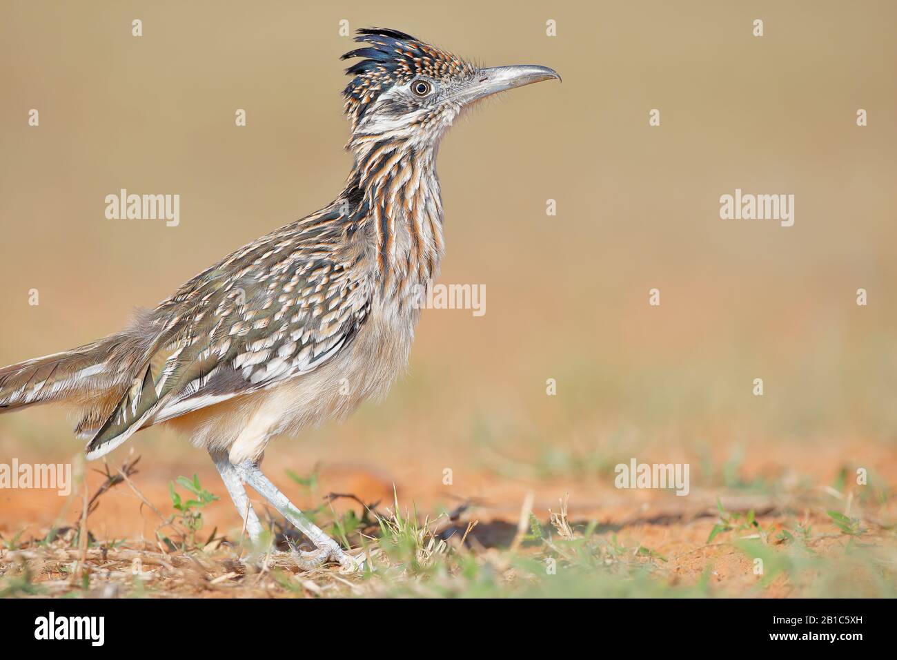 Gran Roadrunner (Goccyx californianus), Texas del Sur, EE.UU Foto de stock