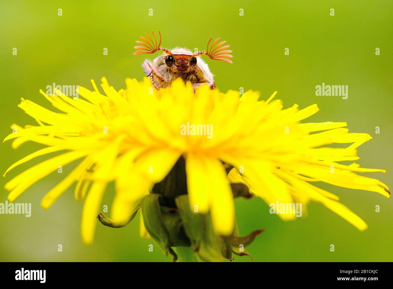 Cockchafer común, Maybug, Maybeetle (Melolontha melolontha), sentado en diente de león, países Bajos, Frisia, Delleboersterheide Foto de stock