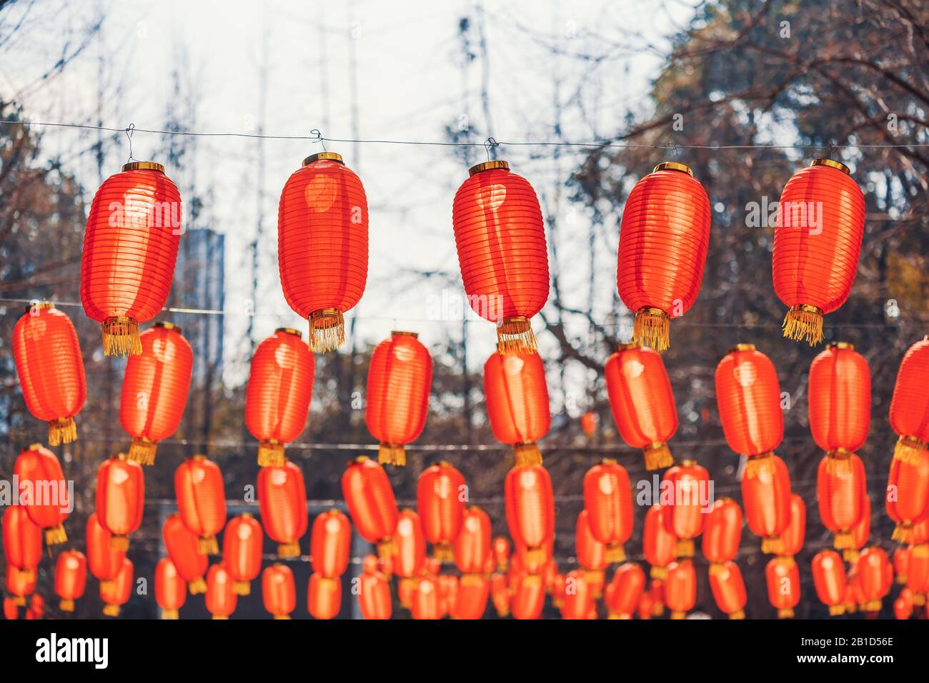 Faroles chinos rojos colgando en un parque para el año nuevo chino Foto de stock