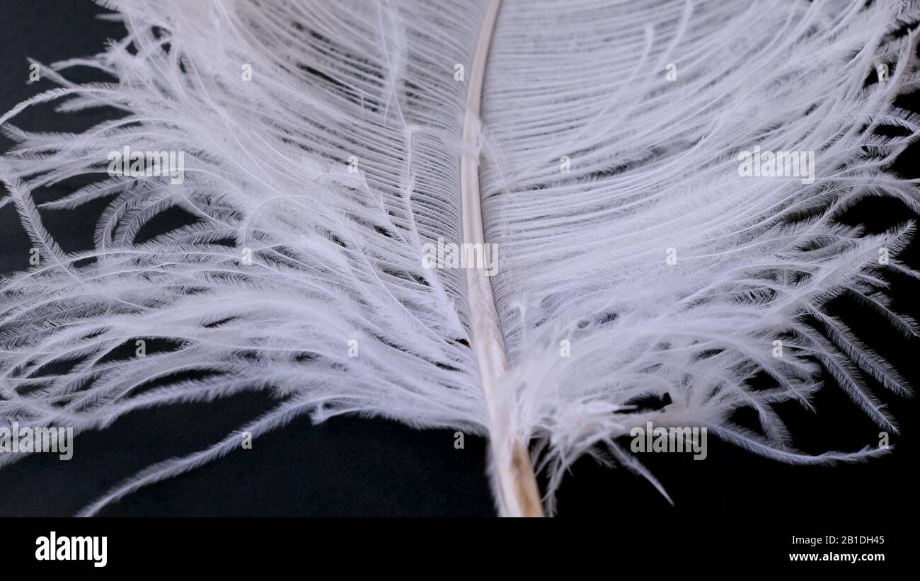 Delicadas plumas blancas sobre fondo negro Fotografía de stock - Alamy