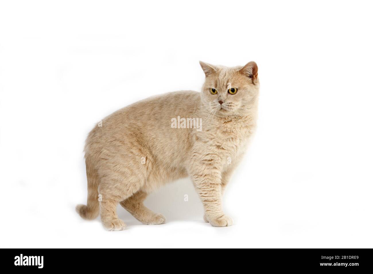 Crema British Shorthair gato doméstico, hembra contra fondo blanco. Foto de stock