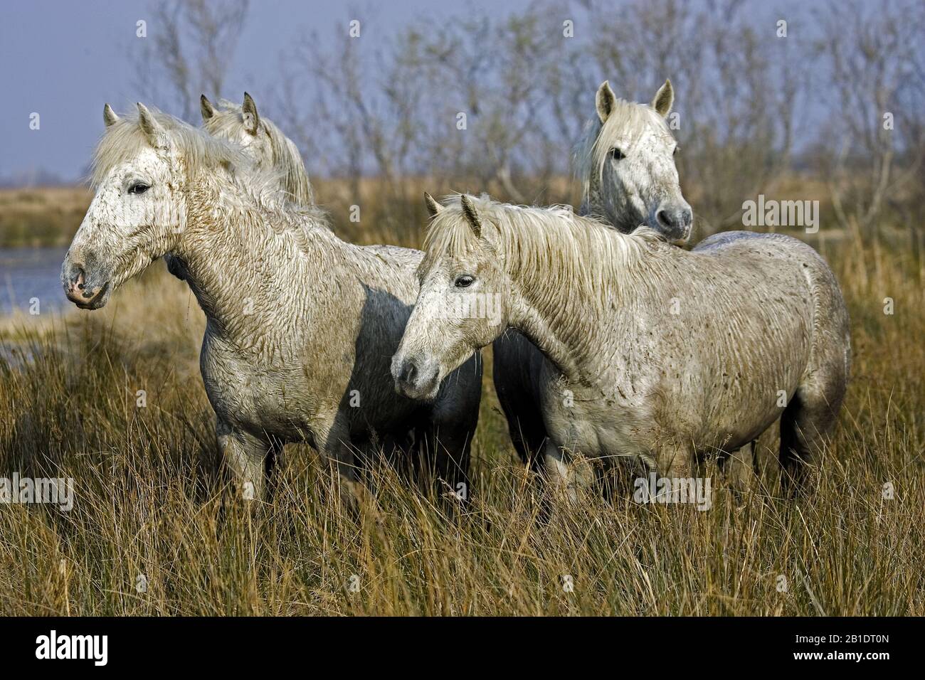 Camargue Horse, Grupo de pie en Swamp, Saintes Maries de la Mer en el sureste de Francia Foto de stock