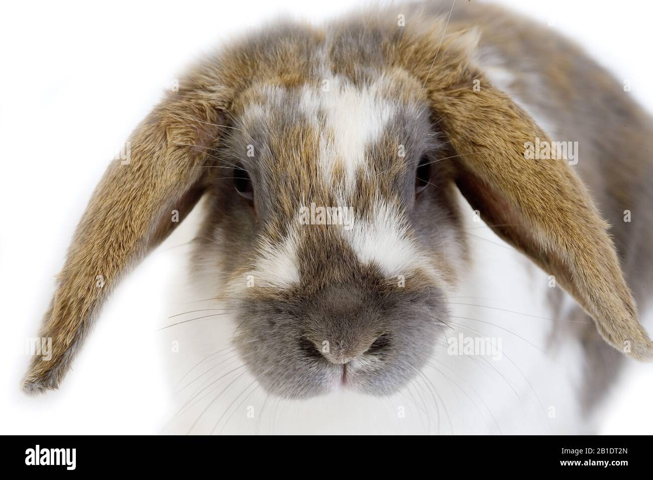 Lop-Eared Conejo doméstico, Adulto contra el fondo blanco. Foto de stock