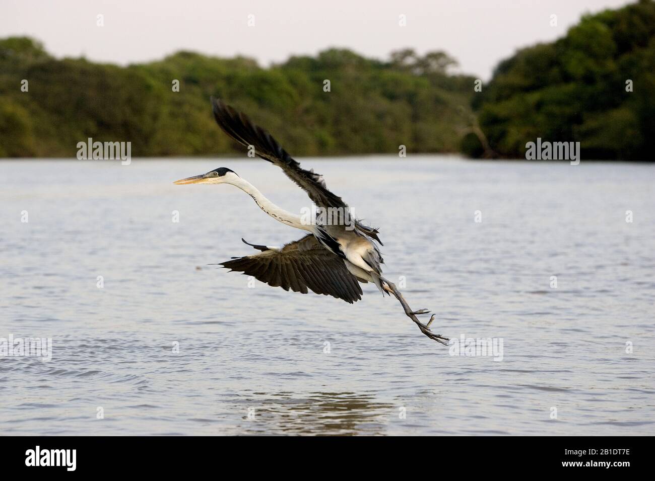 Heron de Cuello blanco, aldea cocoi, Pesca Adulta en Río, en Vuelo, los Lianos en Venezuela Foto de stock