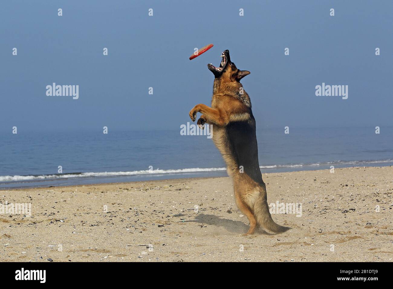 Pastor Alemán, Macho captura de frisbee, playa en Normandía Foto de stock