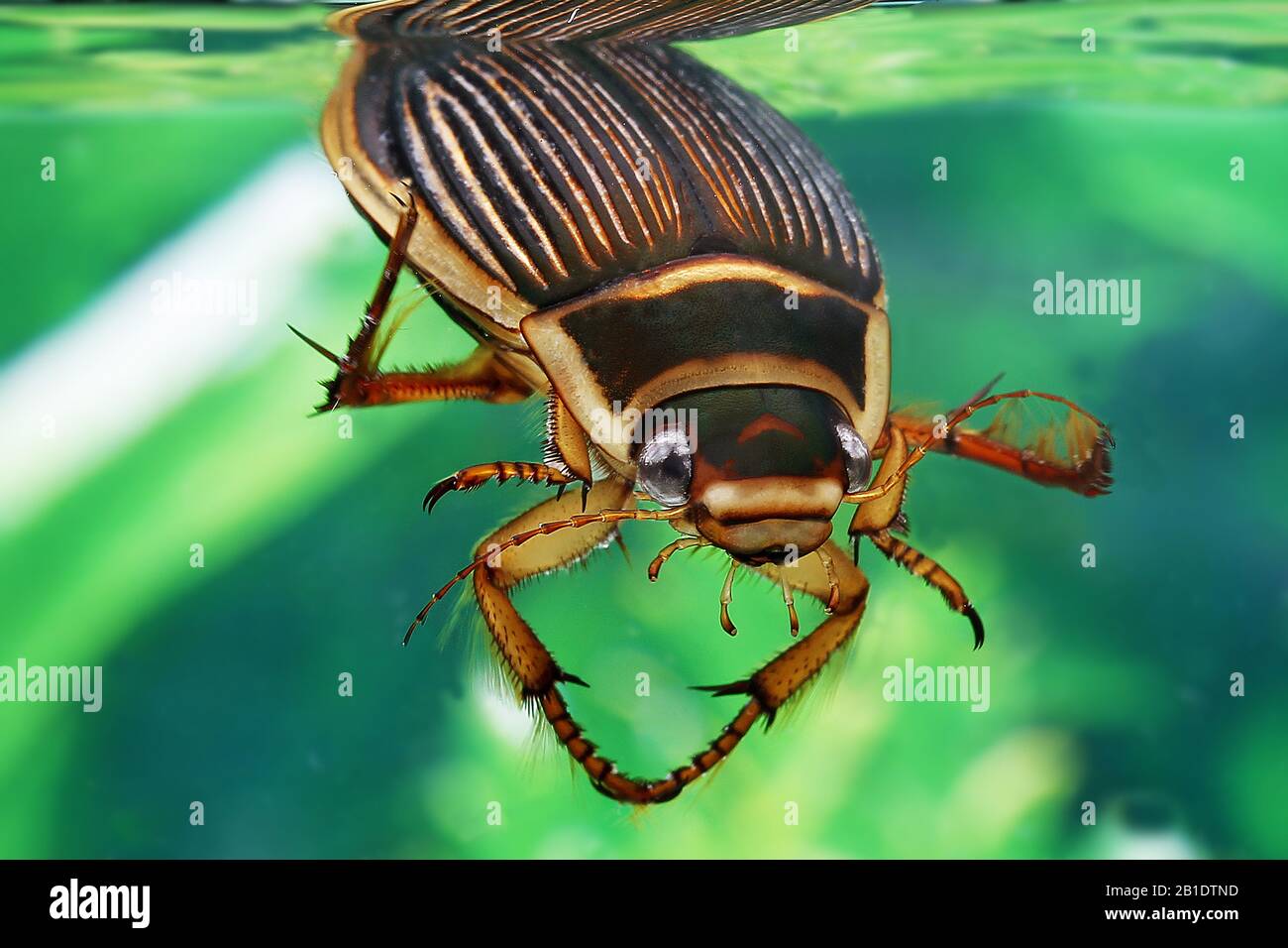 Buceo fantástico escarabajo, dytiscus marginalis, adulto de pie en agua, Normandía Foto de stock