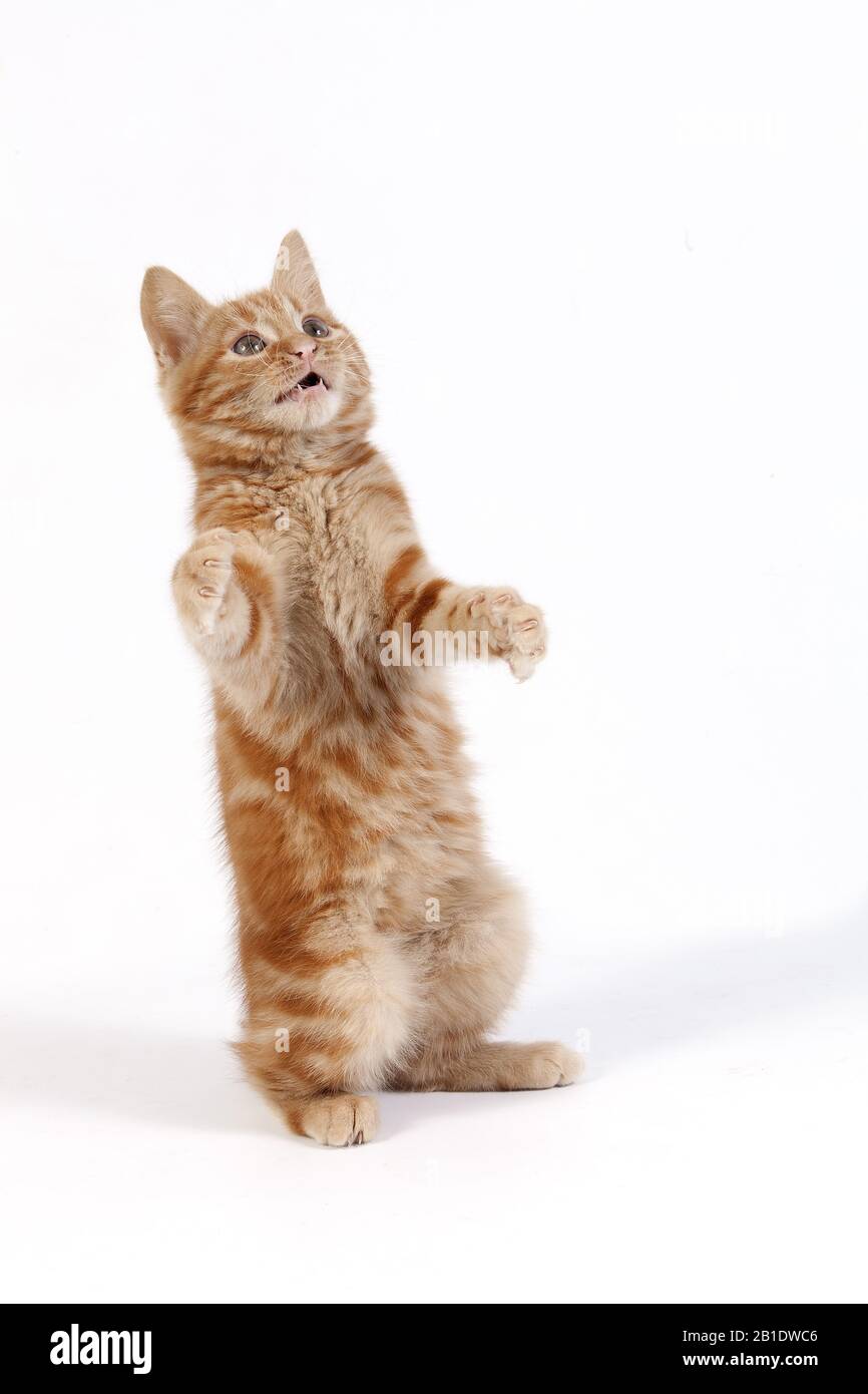 Rojo atigrado gato doméstico, gatito jugando contra fondo blanco. Foto de stock