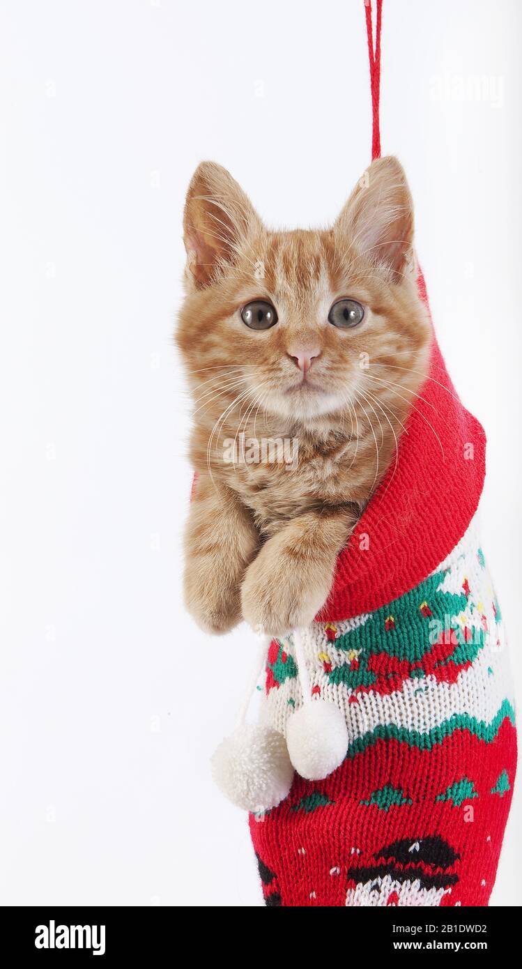 Rojo atigrado gato doméstico, Gatito de pie en el calcetín de Navidad Foto de stock