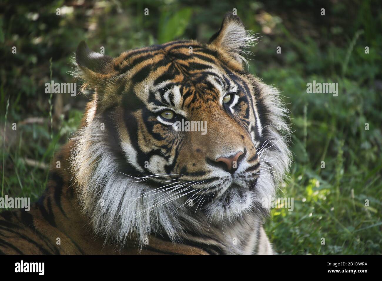 Tigre de Sumatra, Panthera tigris sumatrae, Retrato de macho Foto de stock