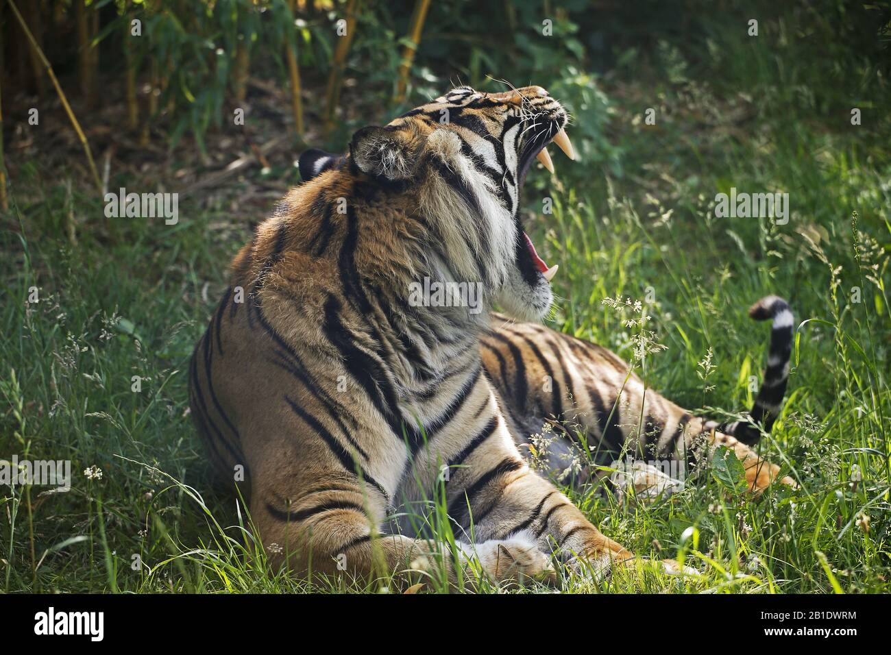 Tigre de Sumatra, Panthera tigris sumatrae masculina bostezos Foto de stock