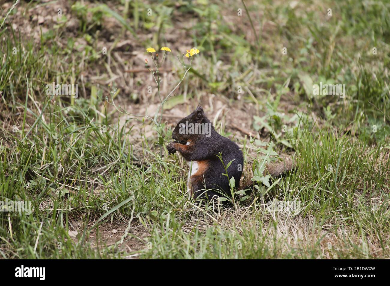 La ardilla roja, Sciurus vulgaris, Adultos de pie sobre el césped, Auvergne en Francia Foto de stock