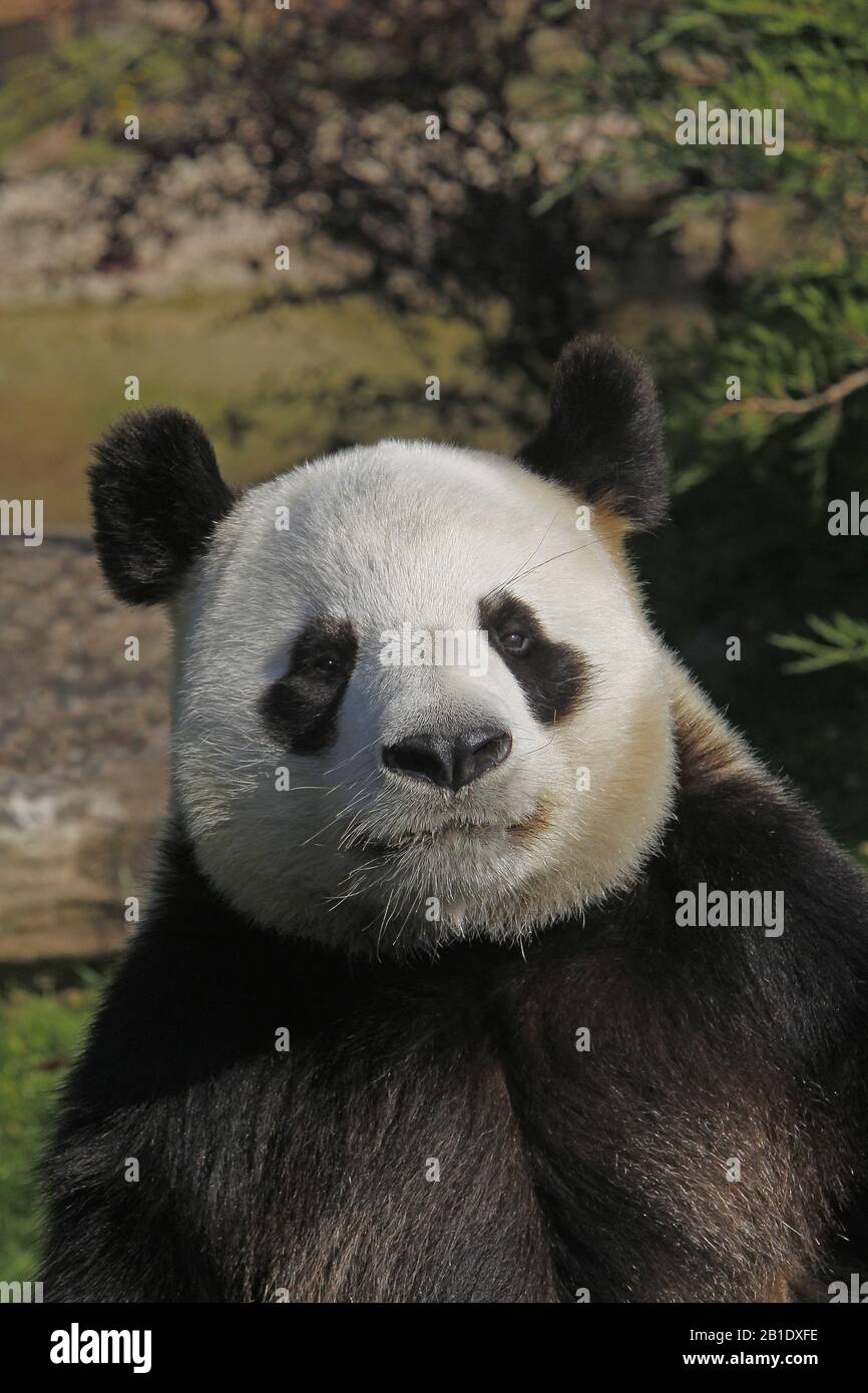 El panda gigante, Ailuropoda melanoleuca, Retrato de adulto Foto de stock