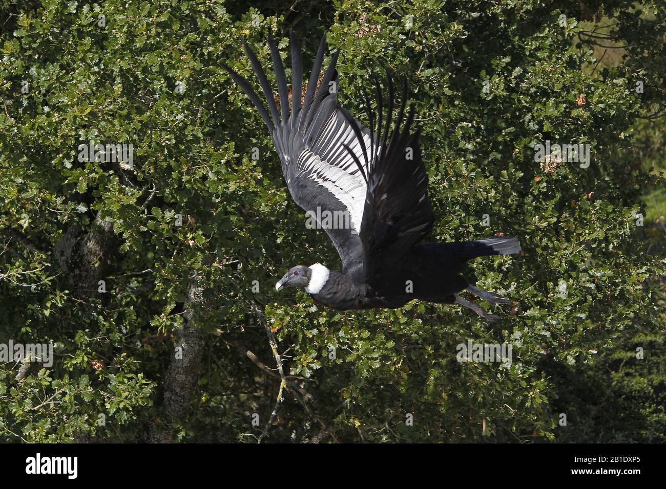 Cóndor, Vultur gryphus, hembra en vuelo Foto de stock