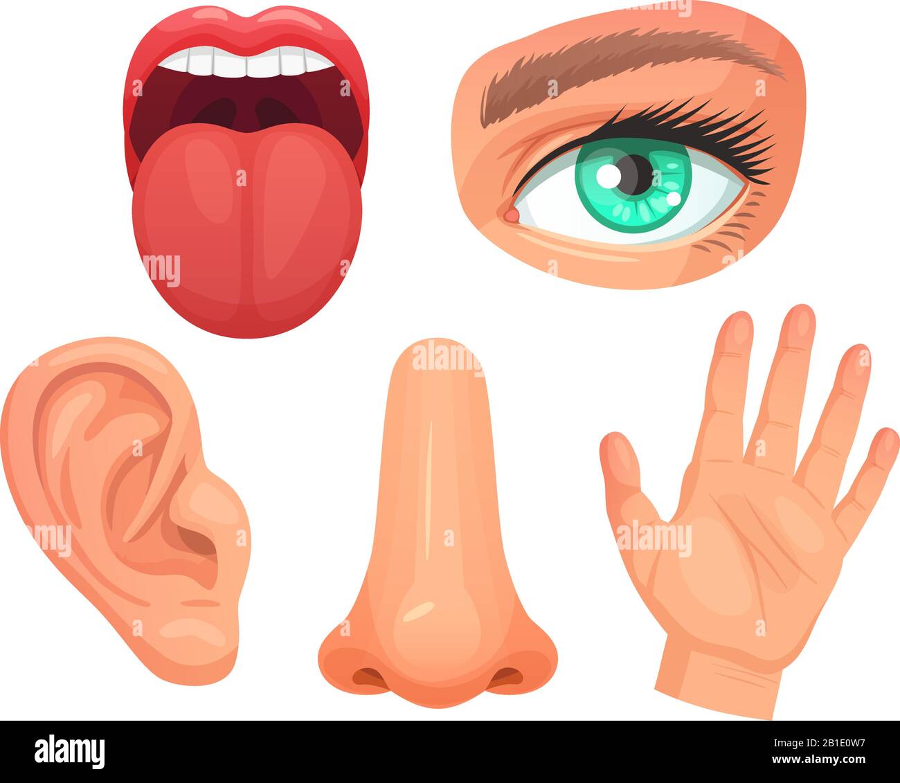 Órganos sensoriales de dibujos animados. Detecta órganos, visión de los  ojos, olfato de la nariz, paladar de la lengua, tacto de la piel y oído  orejas vector ilustración conjunto Imagen Vector de