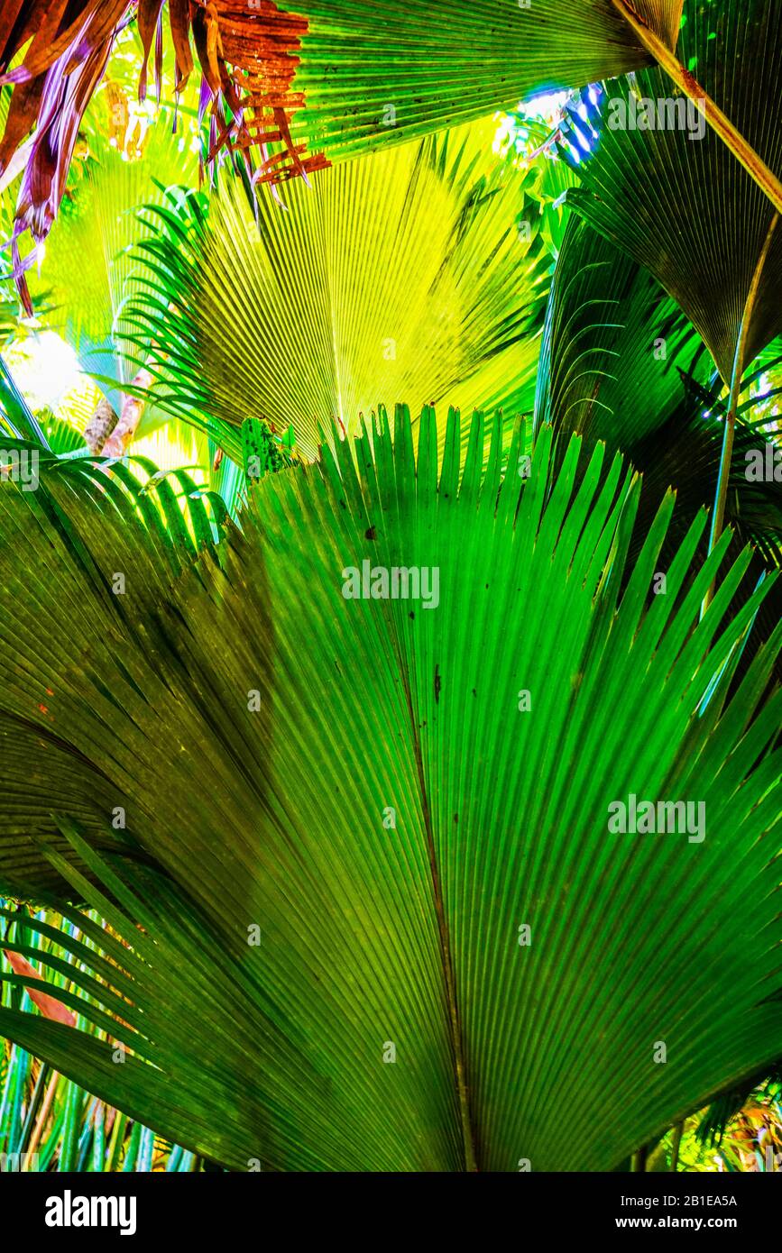 Latannyen lat (Verschaffeltia splendida) o Stilt Palm en la Reserva Natural Vallée de Mai, Isla Praslin, Seychelles. Patrimonio de la Humanidad de la UNESCO. Foto de stock