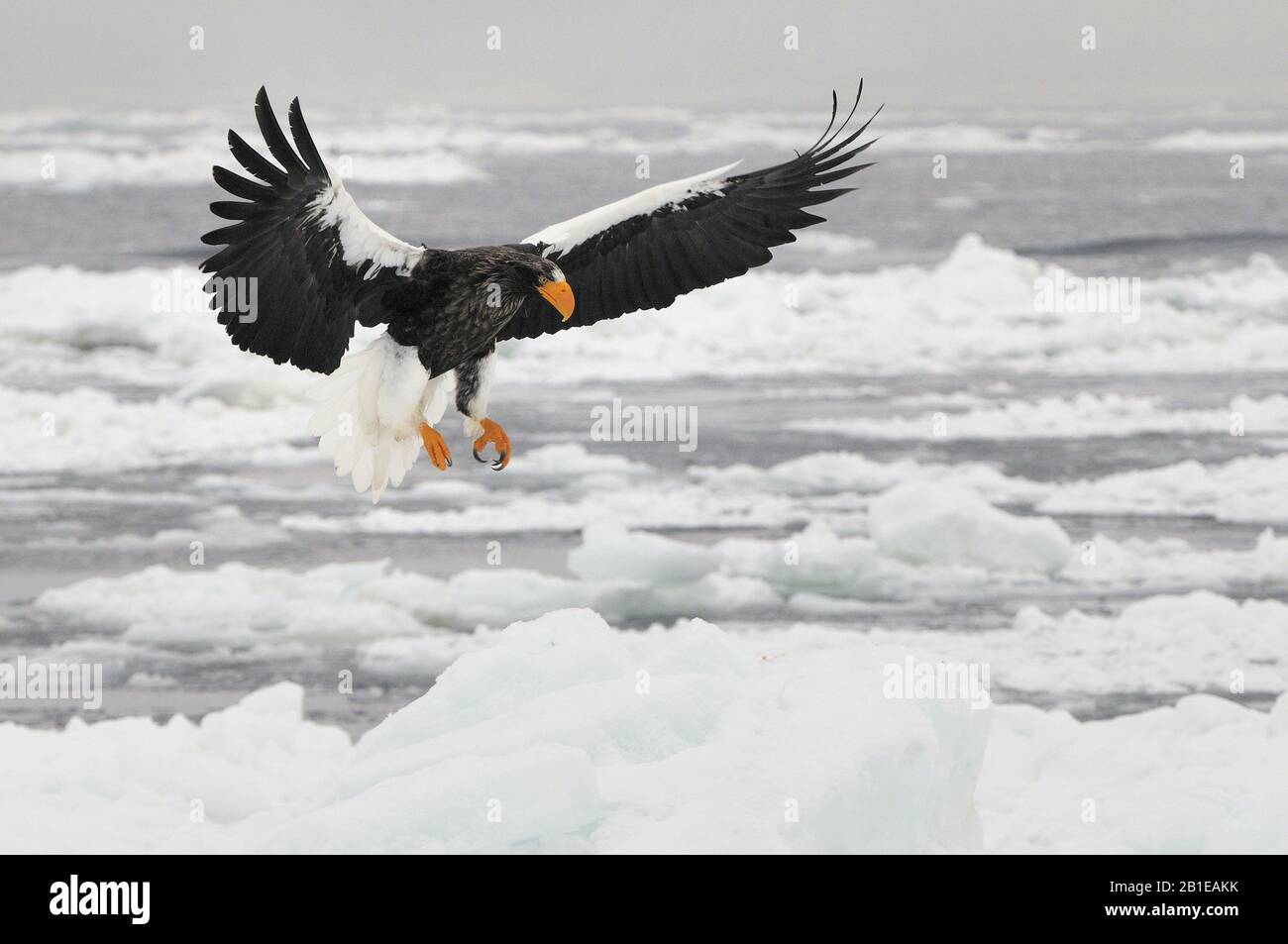 Stellers águila marina (Haliaeetus pelagicus), descendente, Japón, Hokkaido Foto de stock