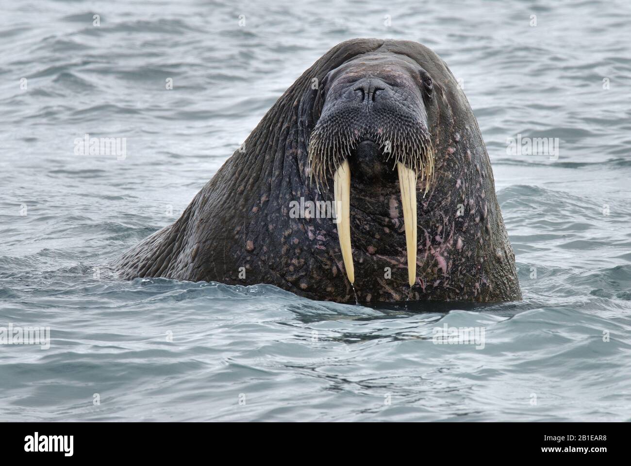 La morsa (Odobenus rosmarus), retrato, Noruega, Svalbard Fotografía de  stock - Alamy