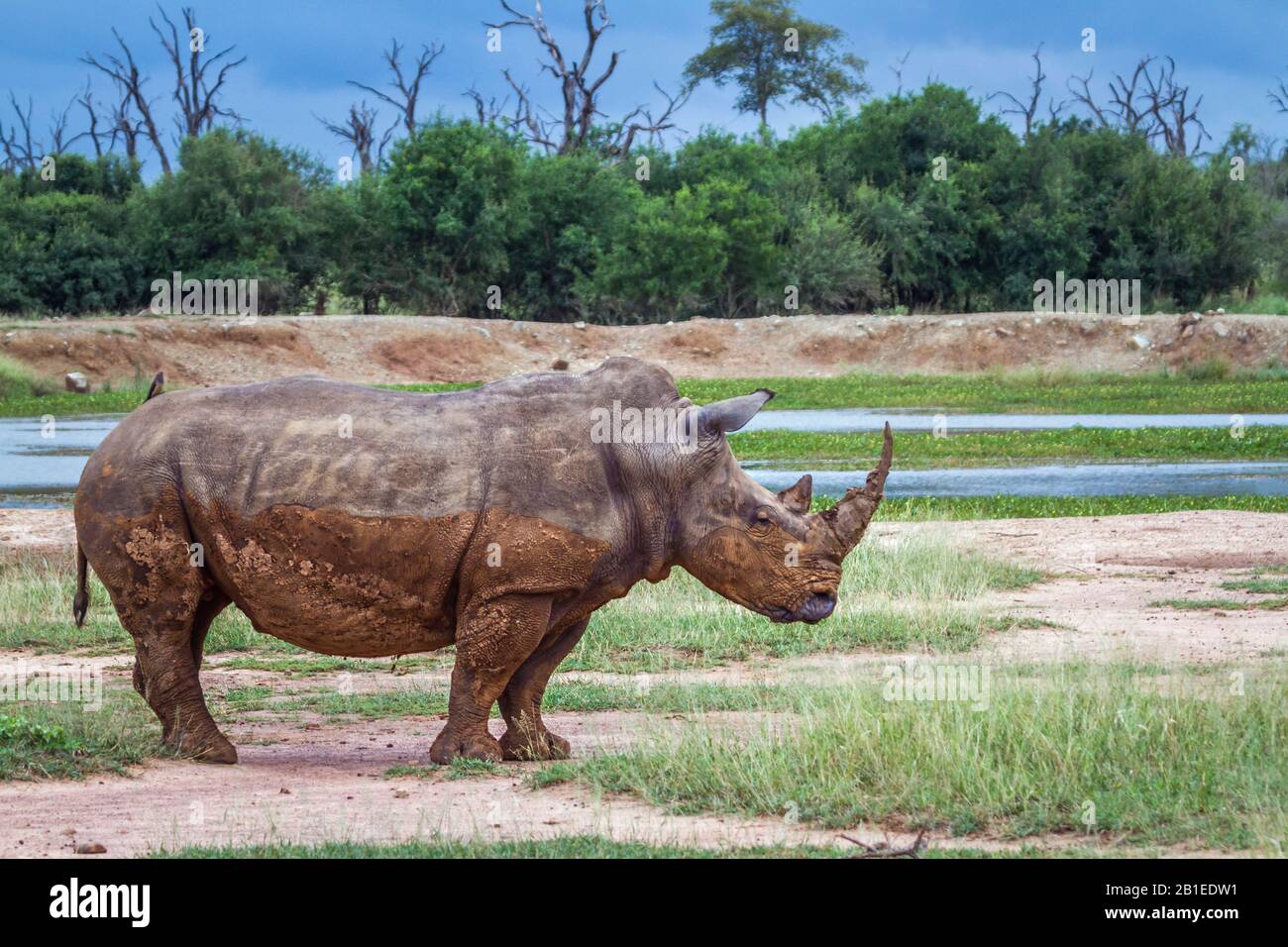 Rinoceronte blanco del sur (Ceratotherium simum simum) con vista angular en el Parque Nacional Real de Hlane, paisaje de Swazilandia Foto de stock