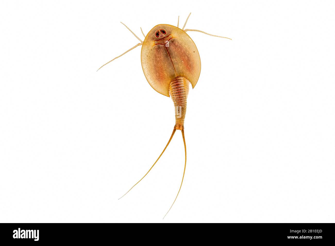 Triops (Triops sp) sobre una cara dorsal de fondo blanco Foto de stock