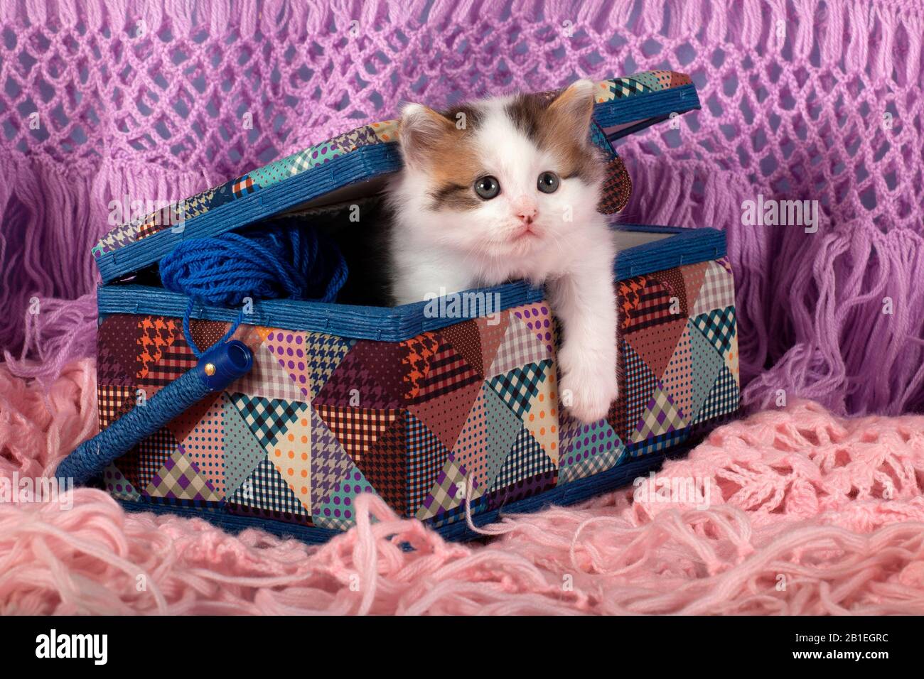 Tabby y gatito blanco saliendo de la costura conjunto maleta en la bufanda  de lana en el estudio Fotografía de stock - Alamy