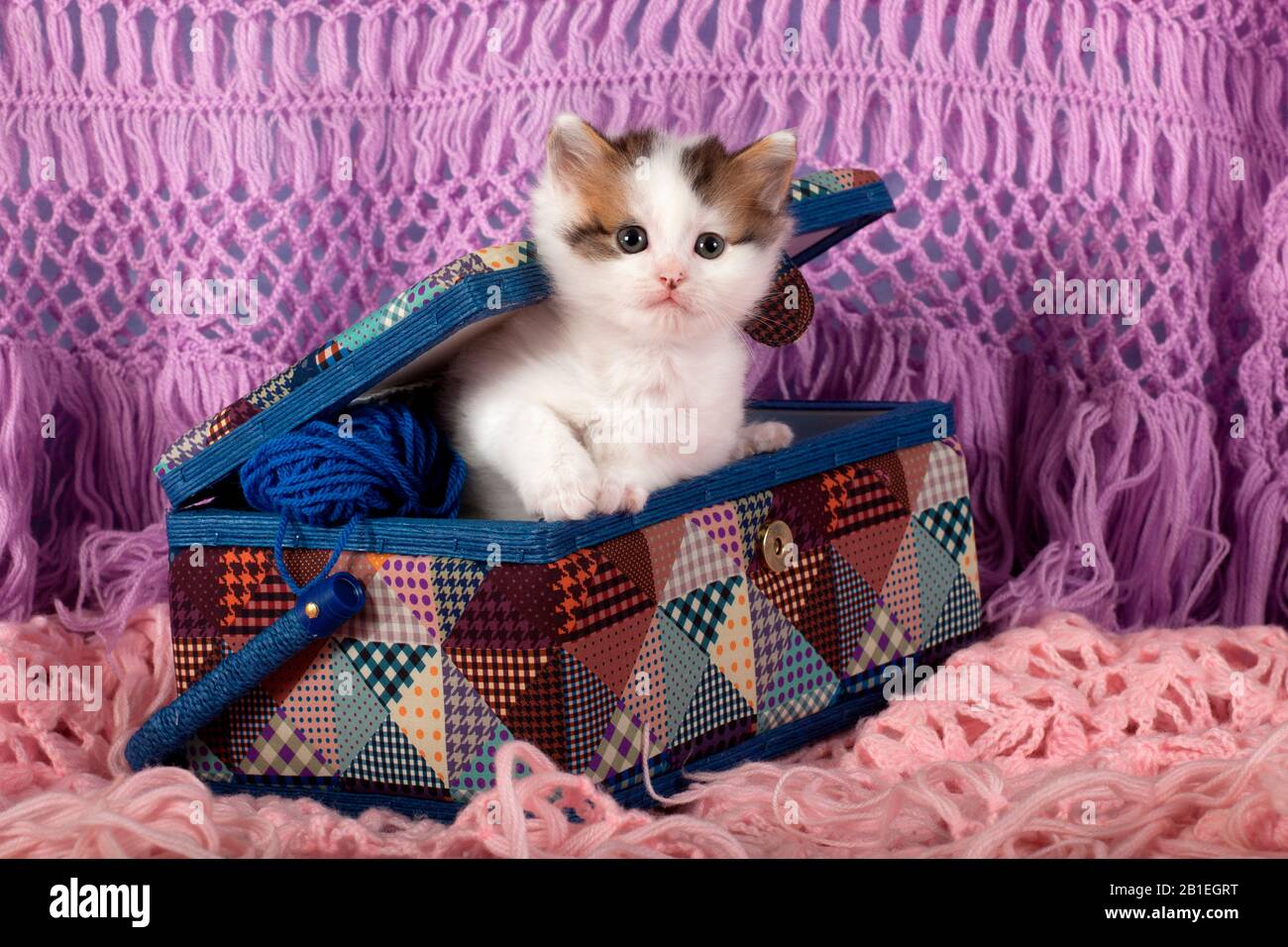 Tabby y gatito blanco saliendo de la costura conjunto maleta en la bufanda  de lana en el estudio Fotografía de stock - Alamy