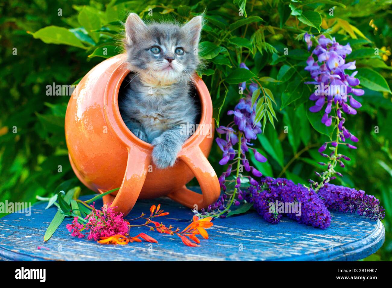 Gato tabby gris saliendo de la olla con punta naranja en la mesa azul por wisteria en el jardín Foto de stock