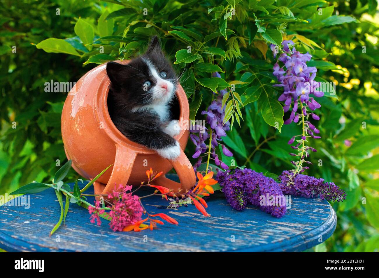 Tuxedo gatito saliendo de naranja punta olla en la mesa azul por wisteria en el jardín Foto de stock