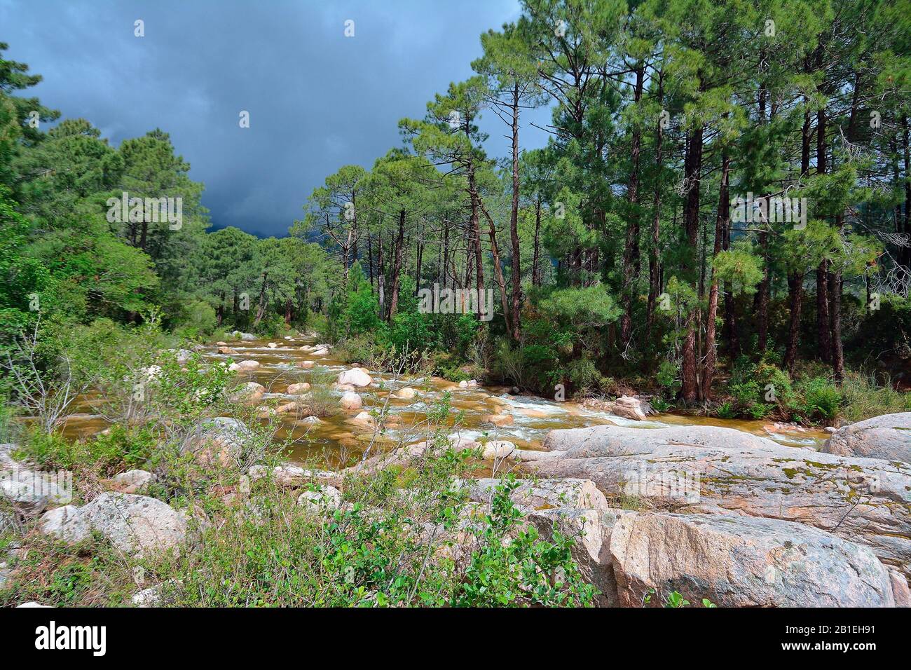 Tormenta en el río Oso y el bosque de Ospedale, Córcega, Francia Foto de stock
