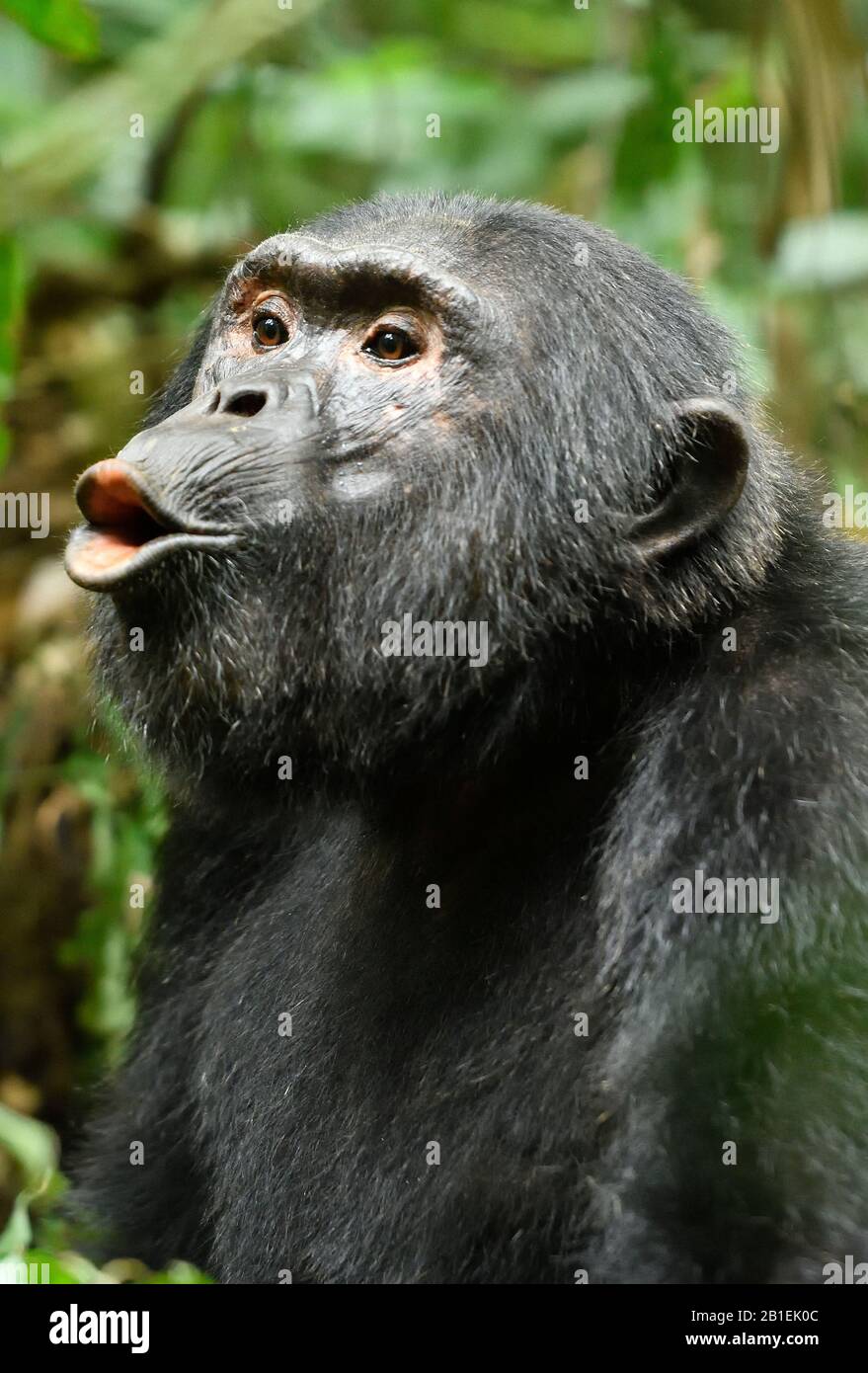 Chimpancé común (Pan troglodytes) aullando, en el bosque de Kibale, Uganda. Foto de stock