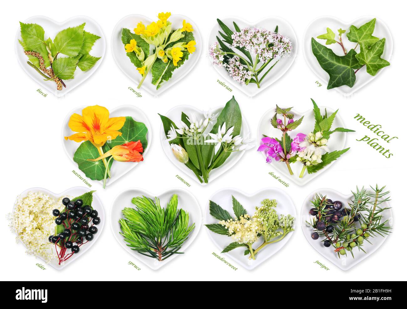 Medicina alternativa con plantas medicinales 5 Foto de stock