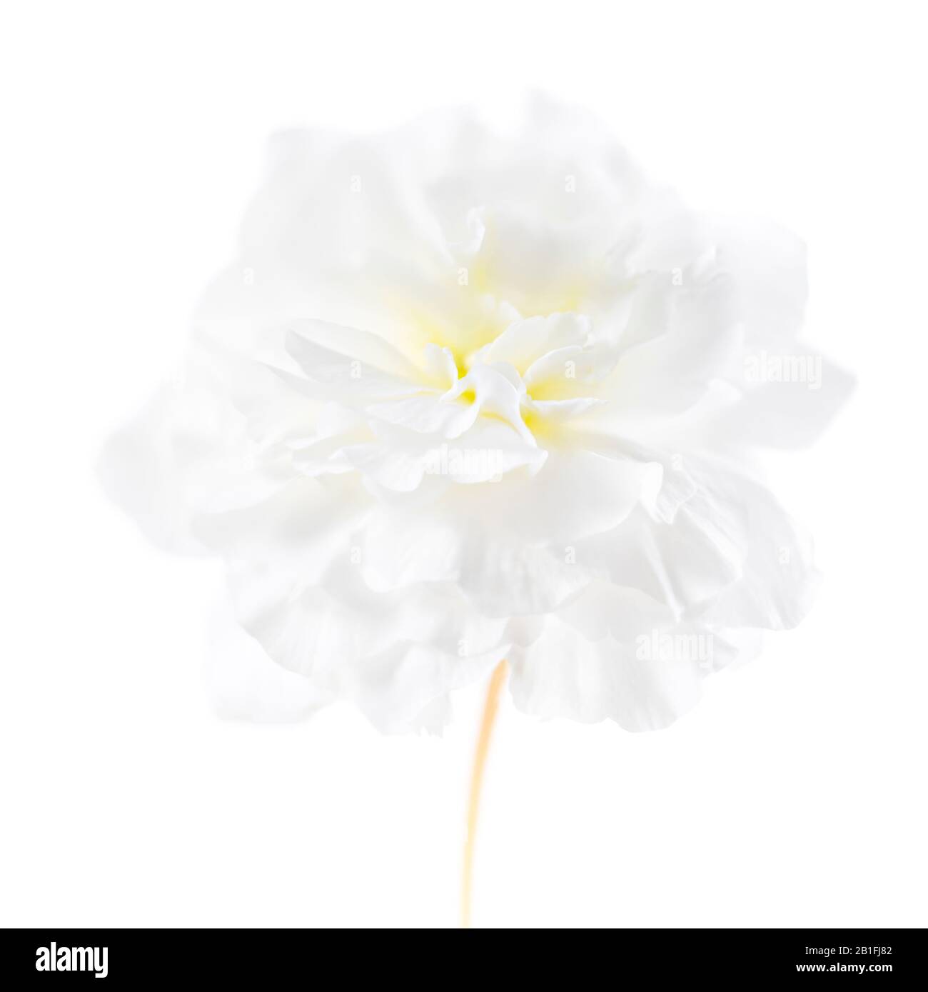 Flor de begonia blanca fotografías e imágenes de alta resolución - Alamy