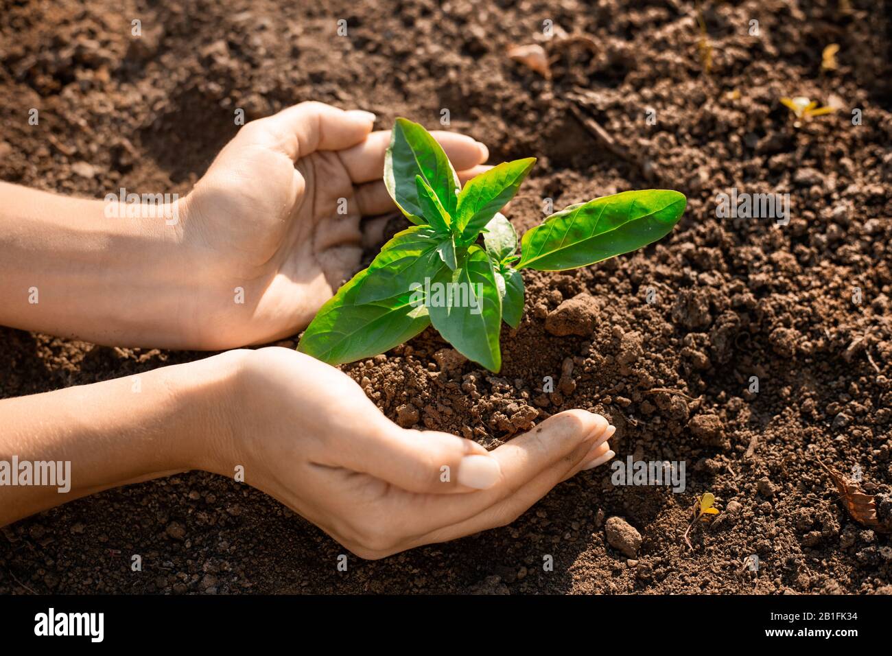 Crecimiento de plantas jóvenes frescas en el suelo en la mano. Planta, árbol como símbolo de comenzar nueva vida, el cuidado de la crianza y la conservación del medio ambiente. Manos femeninas Foto de stock