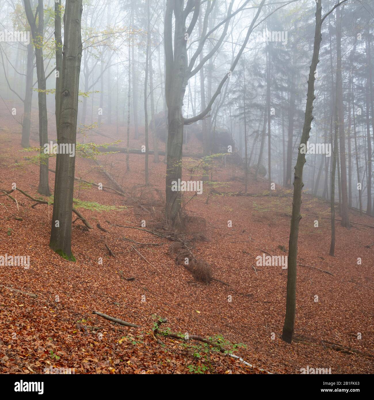 Niebla en el bosque otoñal, las montañas de piedra arenisca de Elbe, el Parque Nacional Sajón-Suiza, Sajonia, Alemania, Europa Foto de stock