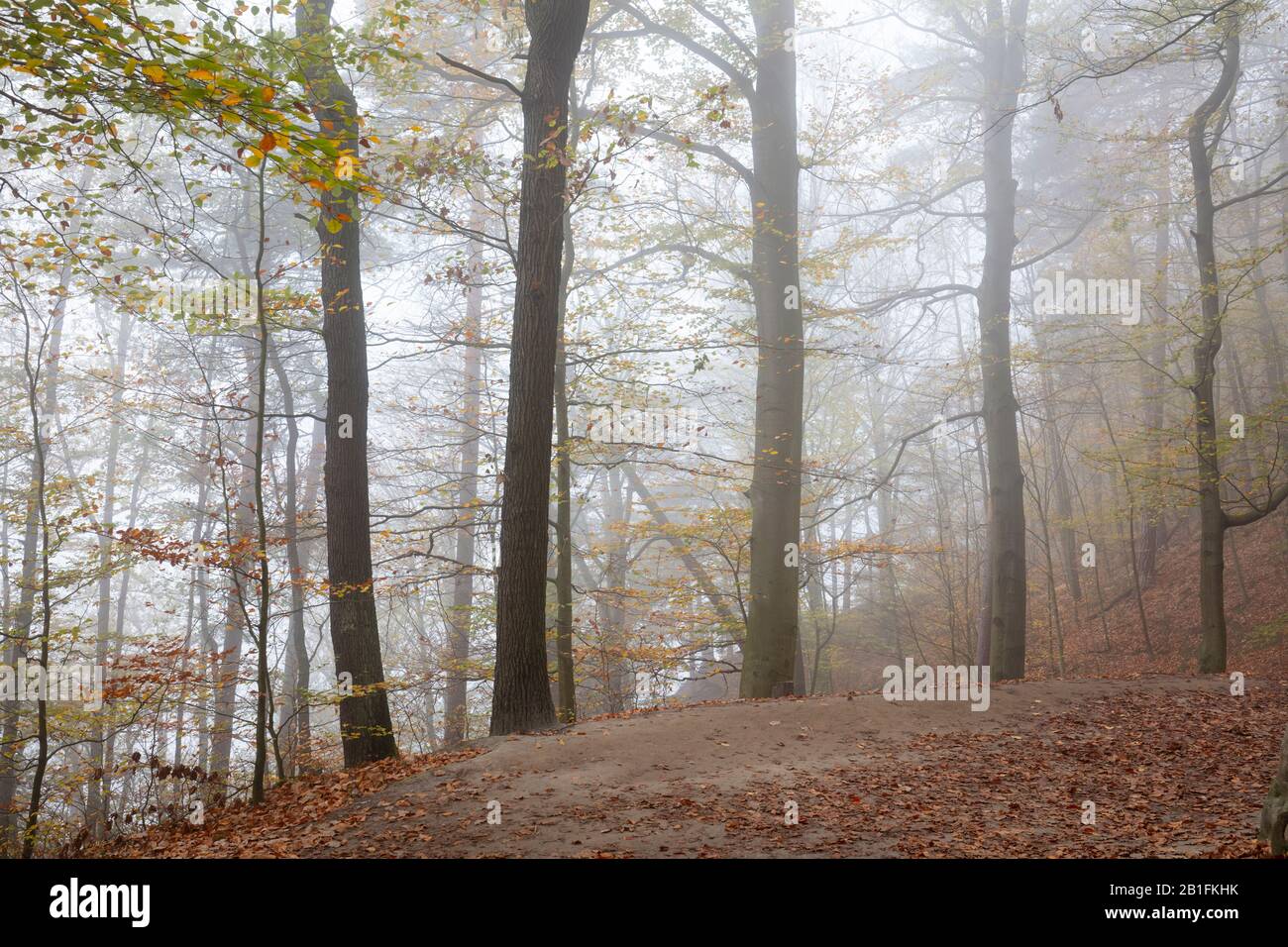 Niebla en el bosque otoñal, las montañas de piedra arenisca de Elbe, el Parque Nacional Sajón-Suiza, Sajonia, Alemania, Europa Foto de stock