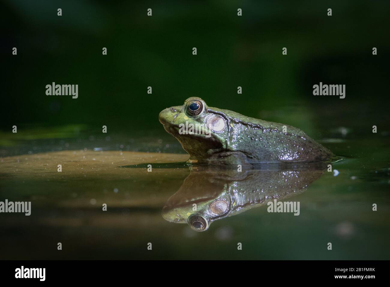 Vista de perfil de rana verde y reflexión en el agua Foto de stock