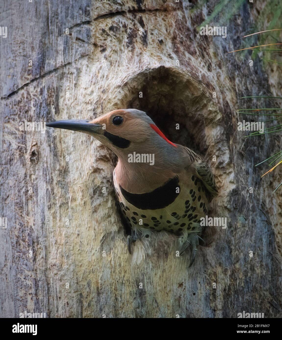 Pájaro carpintero Northern Flicker que se pega la cabeza fuera de su nido de agujero de árbol Foto de stock