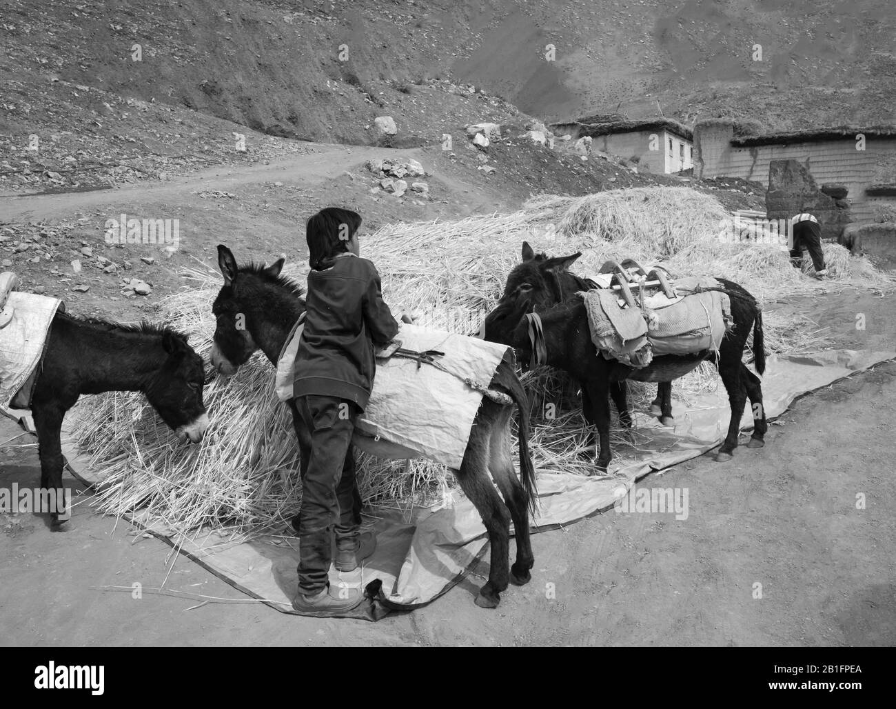 El joven agricultor se prepara para cargar burros con paja de trigo almacenada como apilados al aire libre en el Himalaya en Chicham, Himachal Pradesh, India. Foto de stock