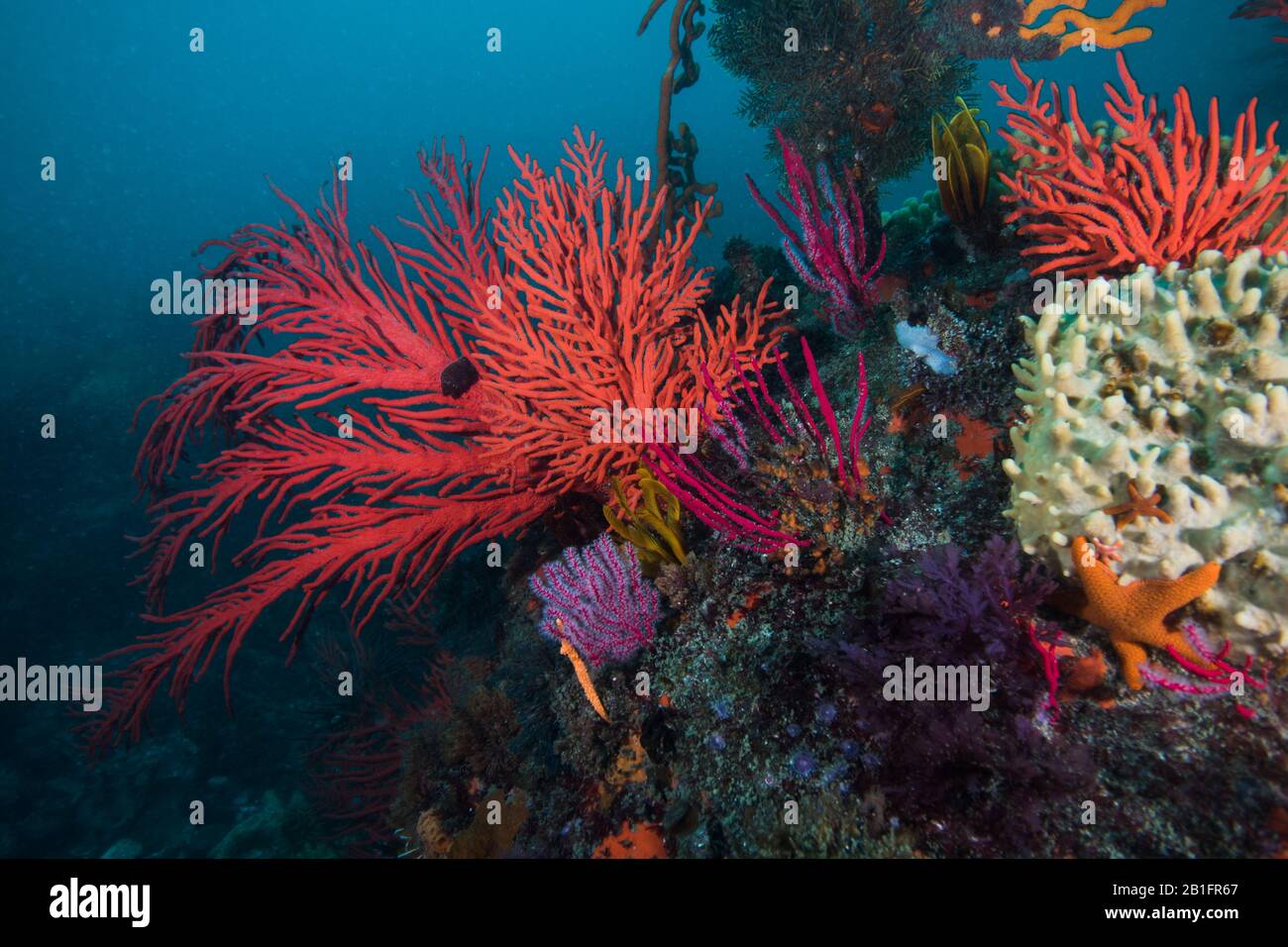 Fanático de Palmate rojo (Leptogoria palma) que crece en el arrecife rodeado de otras especies marinas. Foto de stock
