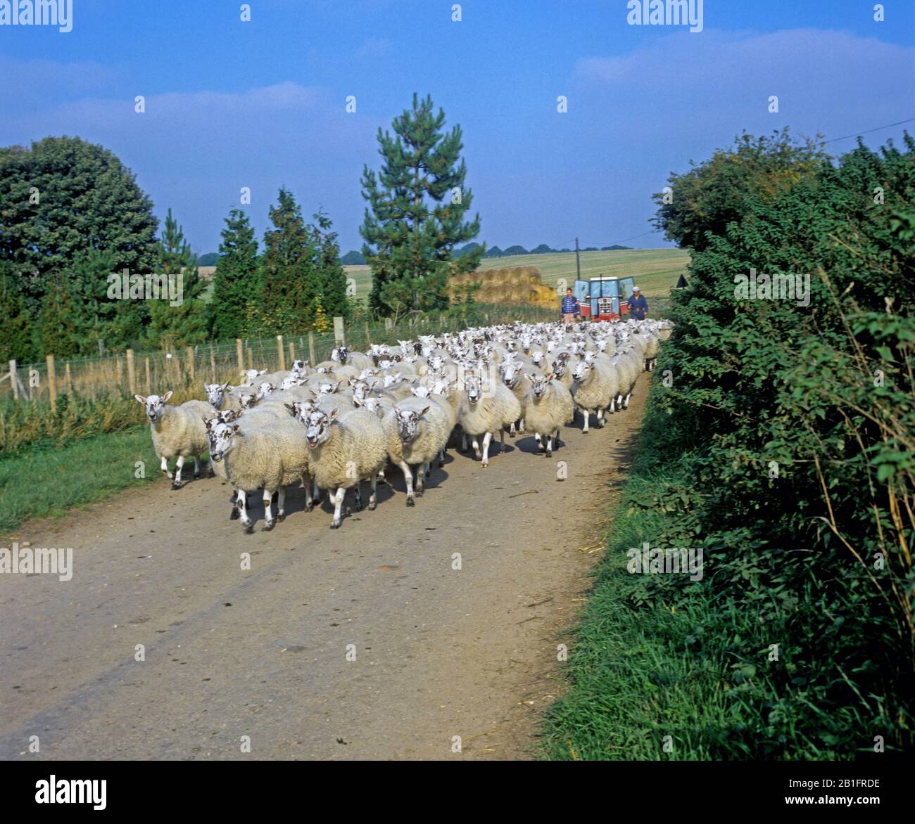 Al norte de Inglaterra, las ovejas de mula son conducidas a lo largo de una pequeña carretera rural en Berkshire, seguidas por pastores y un tractor Foto de stock