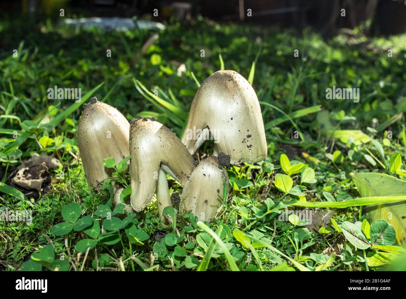 unas flores del jardín Foto de stock