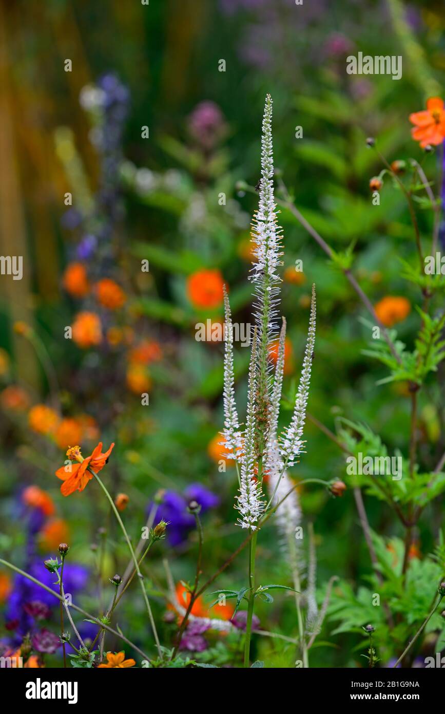 Aguja de flor blanca fotografías e imágenes de alta resolución - Alamy
