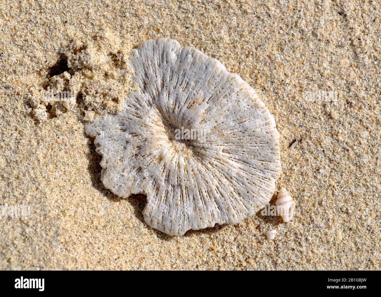 Conchas marinas en la arena Foto de stock