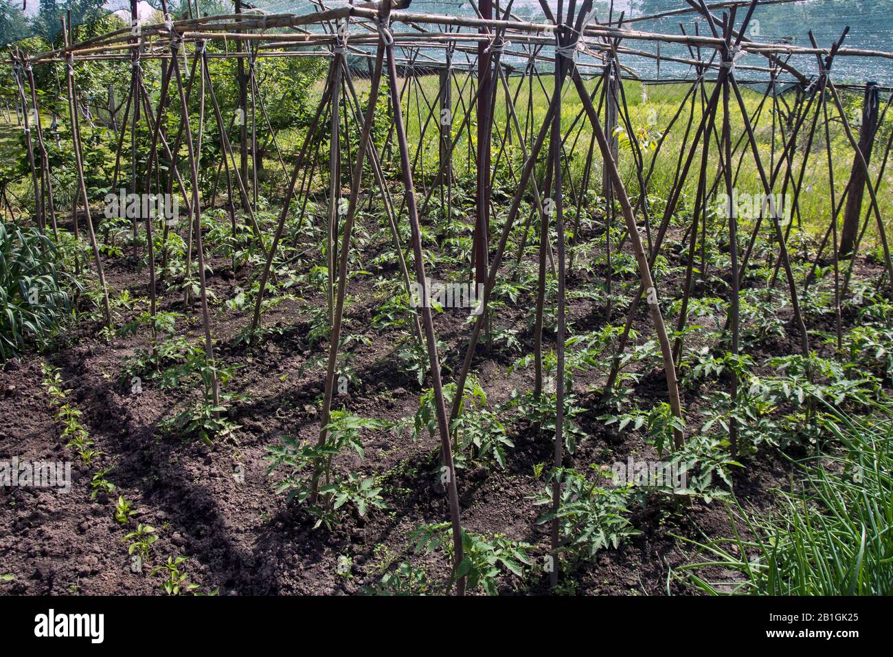 Parte de un jardín rural con verduras tempranas bajo una red protectora. Protección de la red frente a la luz solar directa y frente al tiempo. Foto de stock