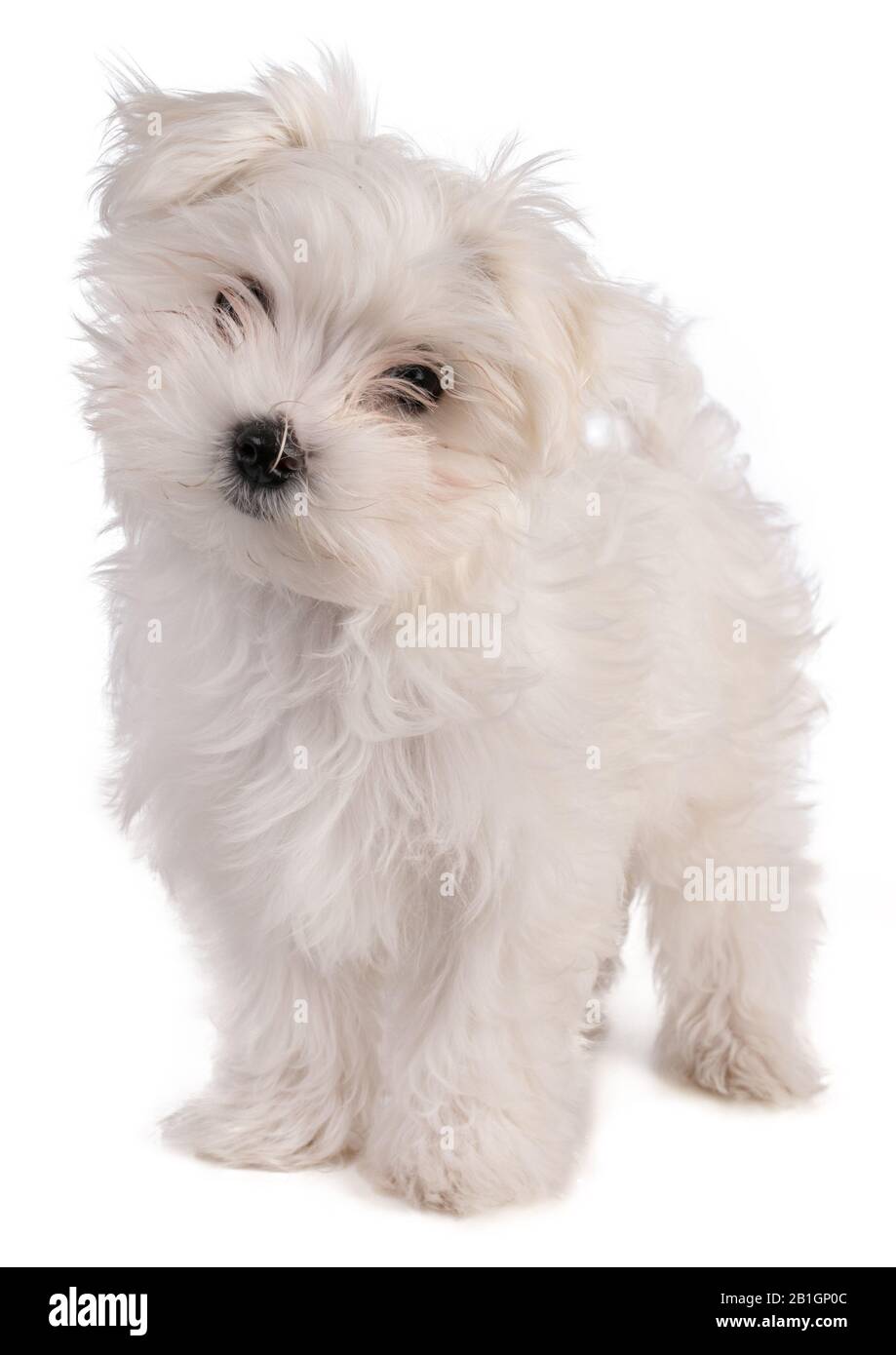 Lindo cachorro maltés Imágenes recortadas de stock - Alamy