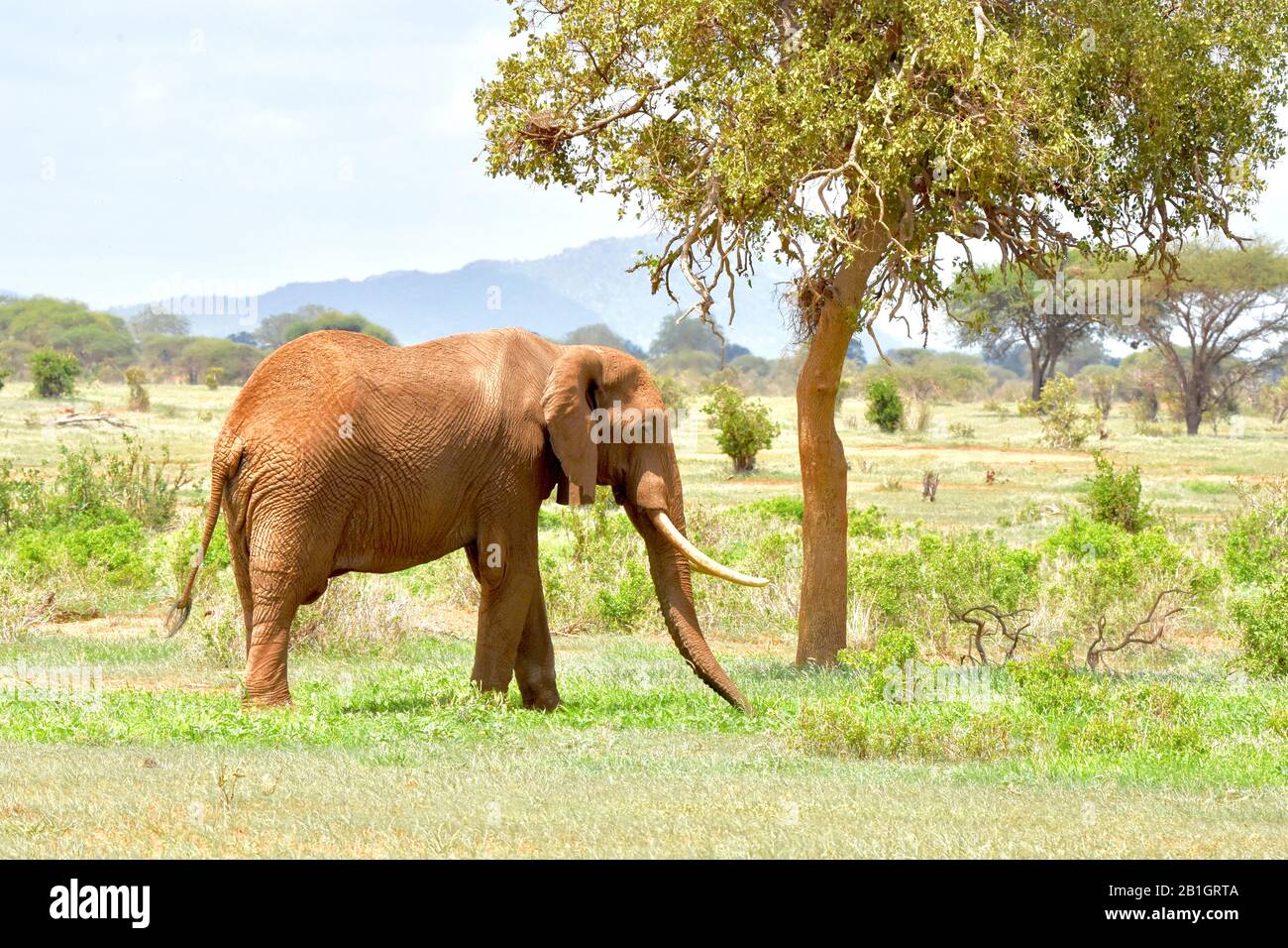 Elefante toro grande (Loxodonta africana) alimentándose en un paisaje de arbustos secos. Espacio de copia. Foto de stock